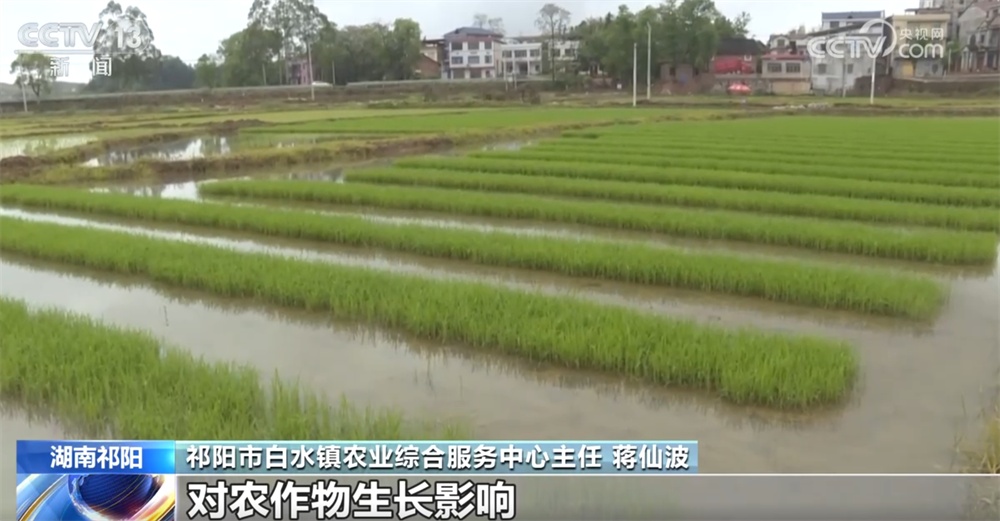 排水排涝、洗苗扶苗、追肥补苗……湖南祁阳以“迅”应“汛”合力保春耕