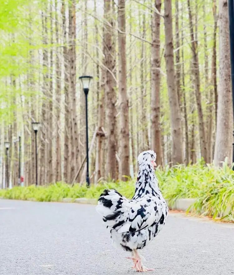 上海年轻人流行养宠物鸡！150元入手，看次病却花了8000元！异宠坑太深 →