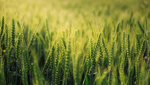 一亩青小麦能卖1500元是谣言！背后是怎样的流量账？记者调查