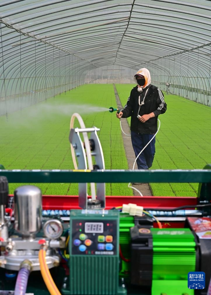 河北曹妃甸：春风和煦育秧忙