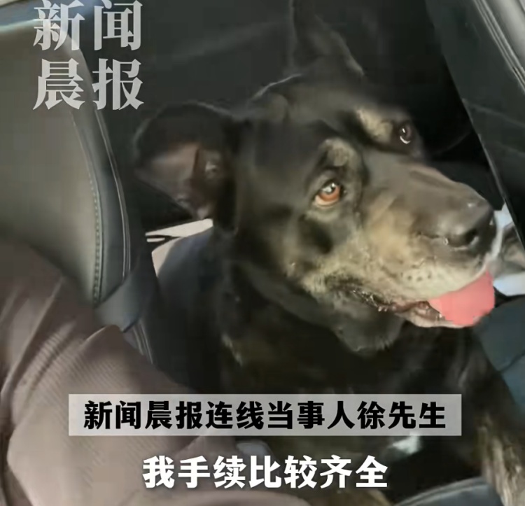 狗狗被拘10天“刑满释放”！主人用柳叶条给它去晦气，网友：从此有案底了……