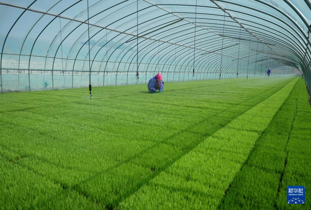 河北曹妃甸：春风和煦育秧忙