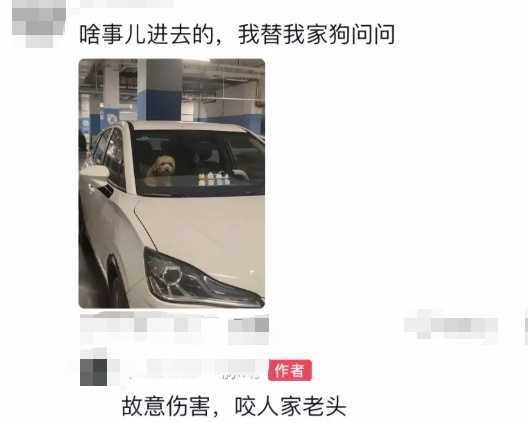 狗狗被拘10天“刑满释放”！主人用柳叶条给它去晦气，网友：从此有案底了……