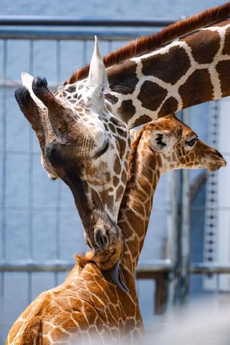 取名“九山”！上海动物园网红长颈鹿宝宝的名字定了，名字来源于......