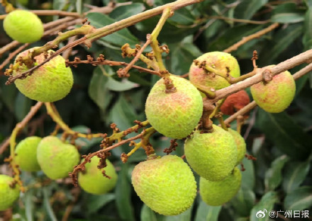 广州地区最早熟的荔枝即将上市