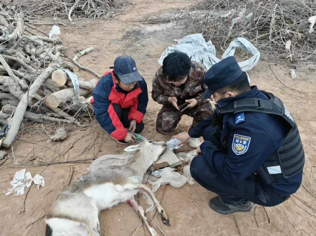 黄羊躲进柴火垛，猫头鹰落在田埂旁……警民接力写下暖心救助故事