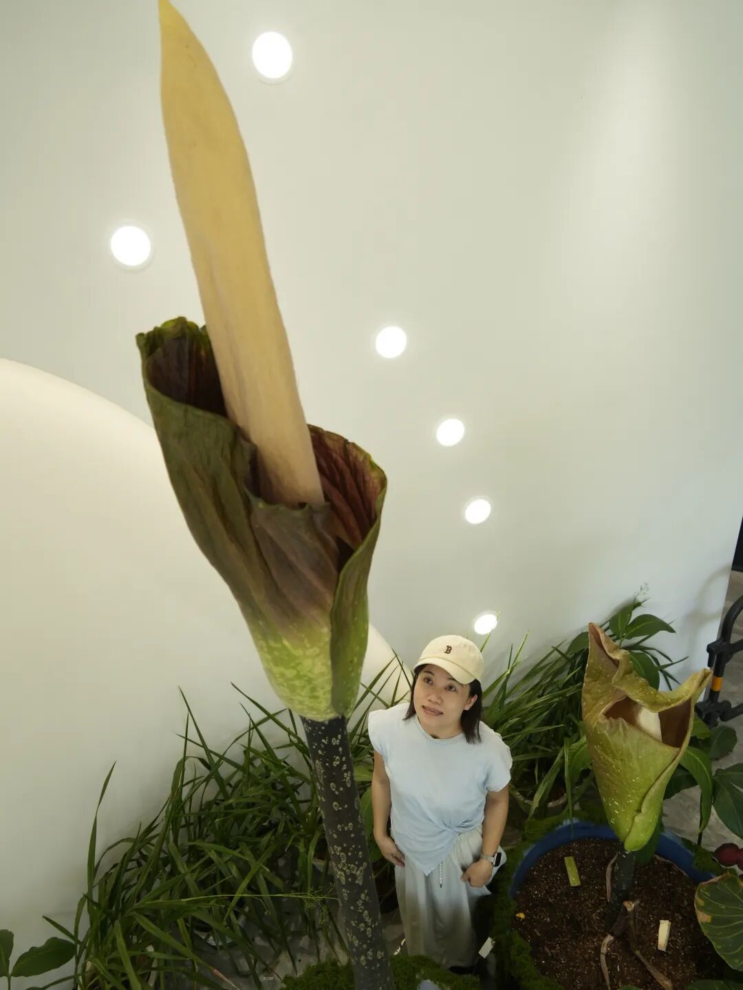 地球上最高的魔芋，在西双版纳开花了！花序高达2.5米