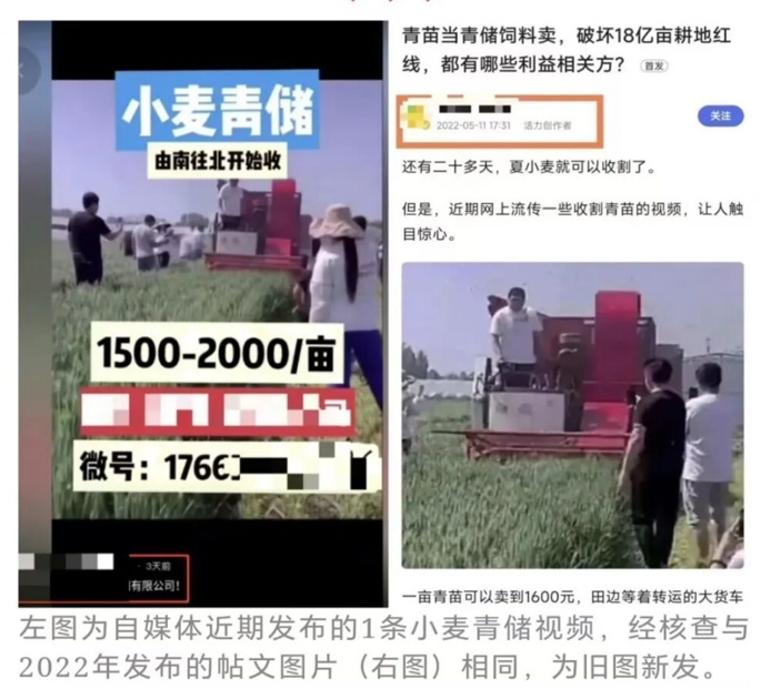 一亩青小麦能卖1500元是谣言！背后是怎样的流量账？记者调查