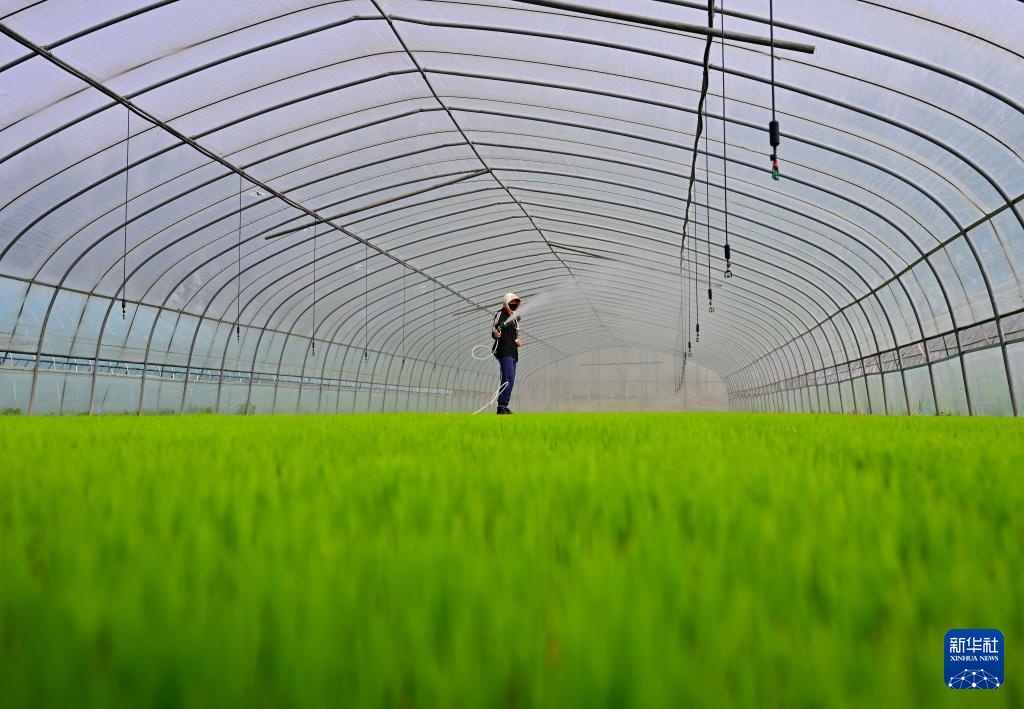 河北曹妃甸：春风和煦育秧忙
