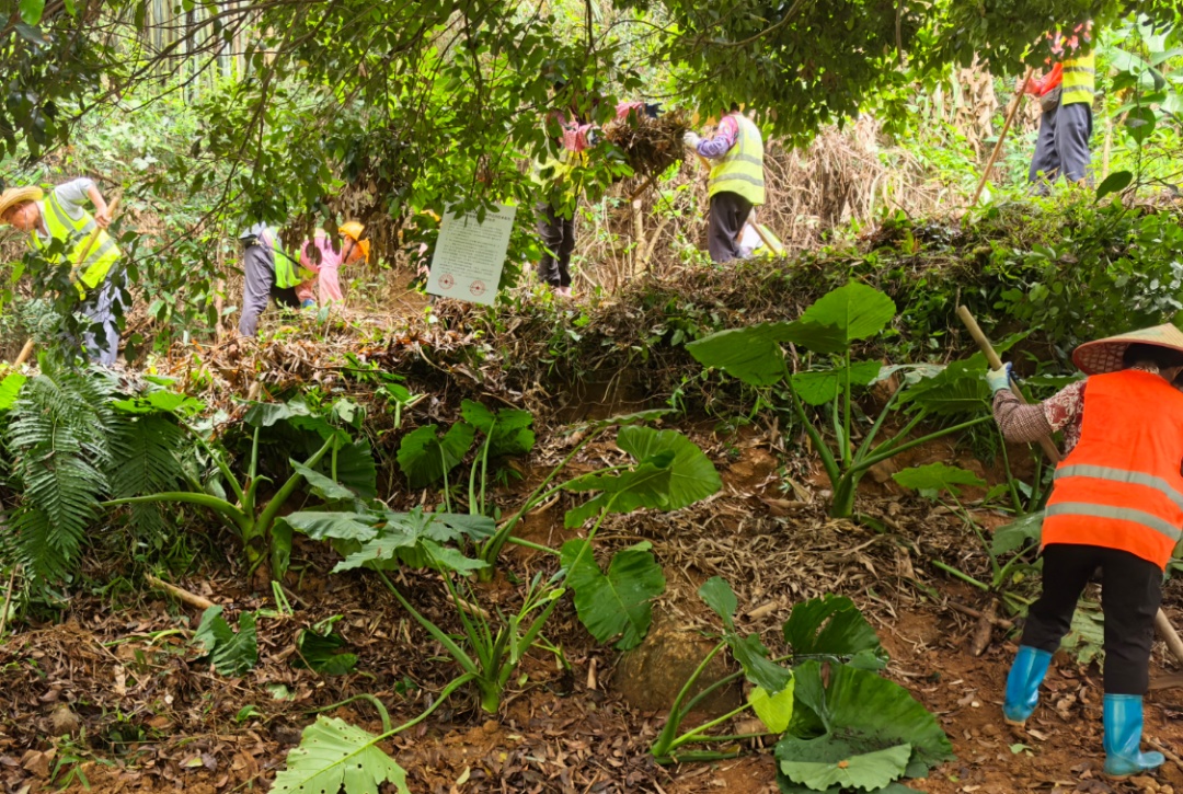 广州黄埔：暹岗大山被采挖坑洞全部回填复绿，游客挖出的石头并非水晶矿