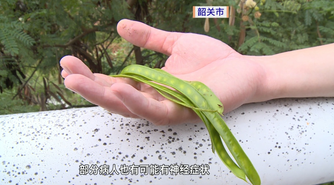 男子误吃树上“豆角”中毒入院，真相：那是皂角！