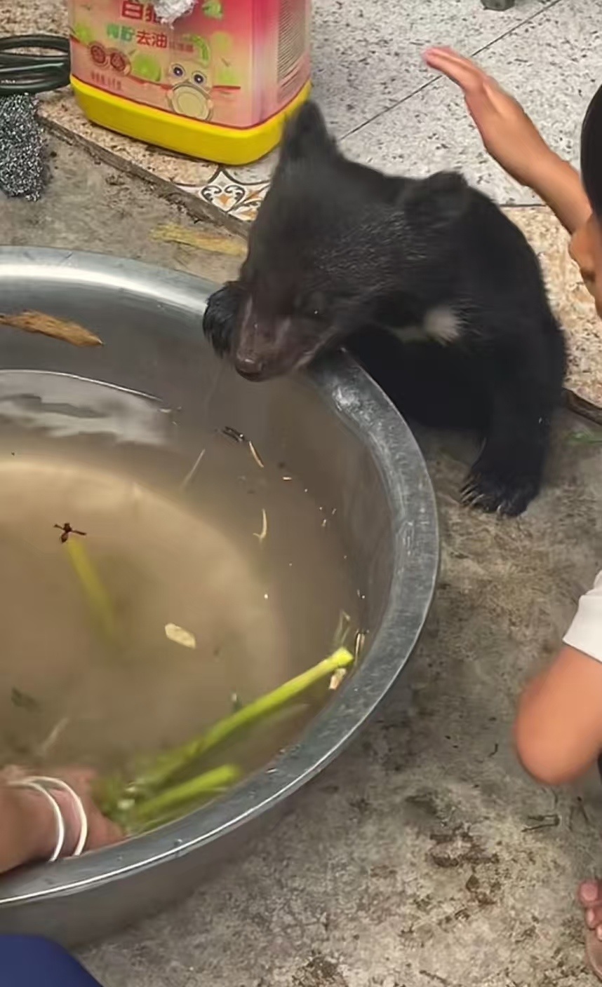 云南勐腊一地有人捡到野生小熊，警方：已进行救助，并提醒当地人注意安全