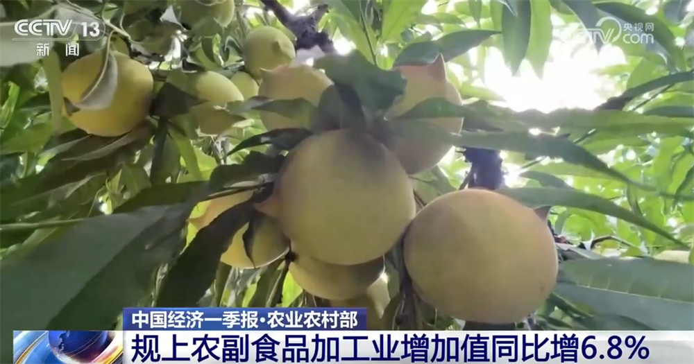 从数据透视一季度农业农村发展“稳”“进”“好” 乡村休闲旅游蓬勃兴旺