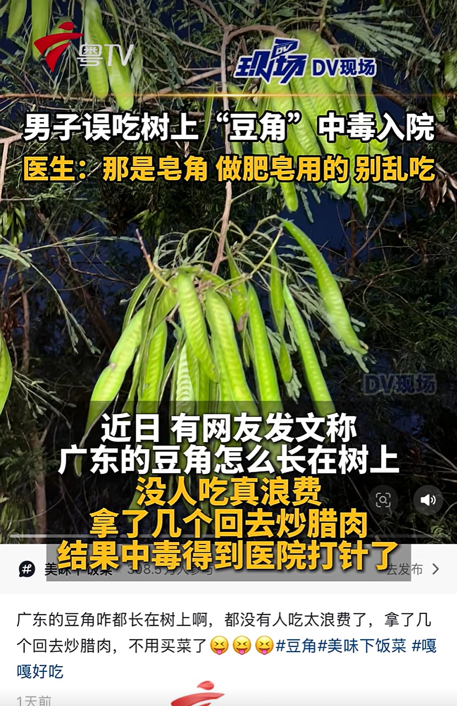 男子误吃树上“豆角”中毒入院，真相：那是皂角！