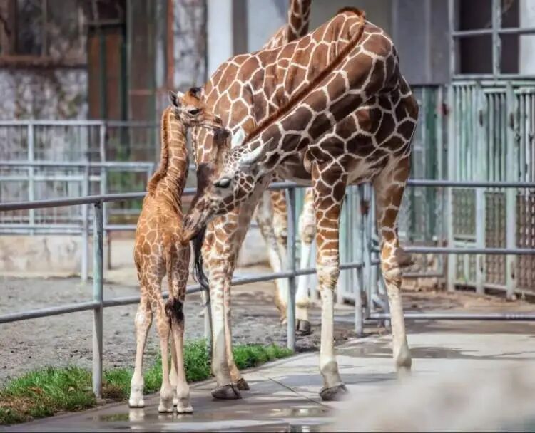 取名“九山”！上海动物园网红长颈鹿宝宝的名字定了，名字来源于......