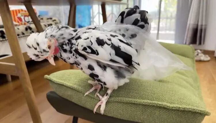 上海年轻人流行养宠物鸡！150元入手，看次病却花了8000元！异宠坑太深 →