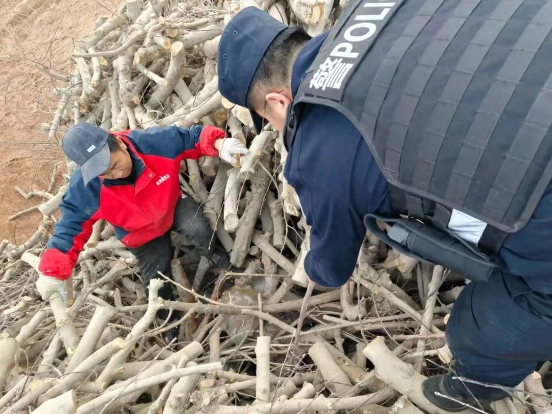 黄羊躲进柴火垛，猫头鹰落在田埂旁……警民接力写下暖心救助故事