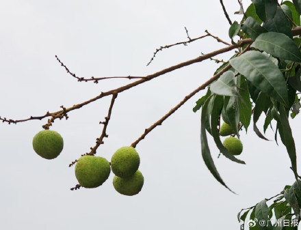 广州地区最早熟的荔枝即将上市