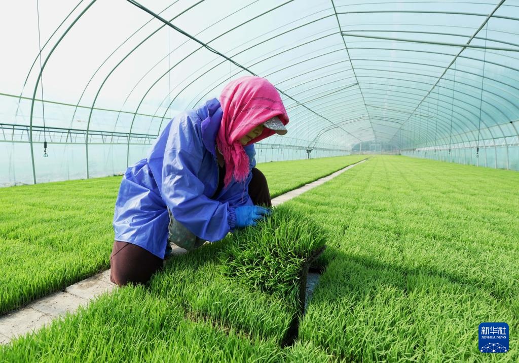 河北曹妃甸：春风和煦育秧忙