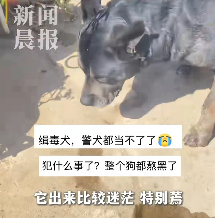 狗狗被拘10天“刑满释放”！主人用柳叶条给它去晦气，网友：从此有案底了……