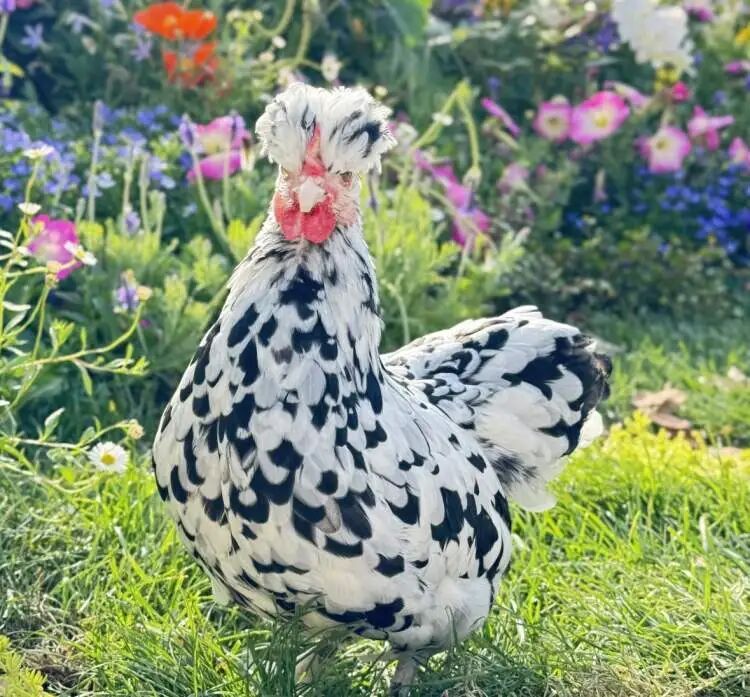 上海年轻人流行养宠物鸡！150元入手，看次病却花了8000元！异宠坑太深 →