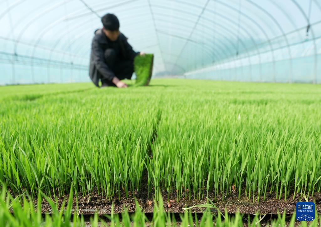 河北曹妃甸：春风和煦育秧忙