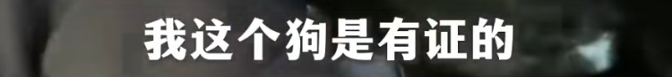 狗狗被拘10天“刑满释放”！主人用柳叶条给它去晦气，网友：从此有案底了……