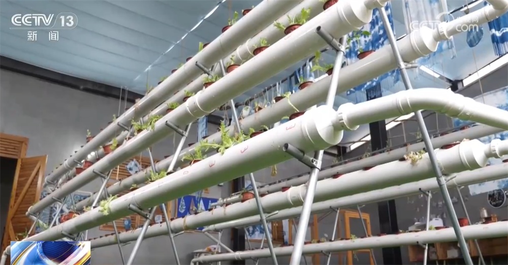 阳台种菜成为融合“民生消费+现代农业”新赛道 管理逐步走向“指尖遥控”时代