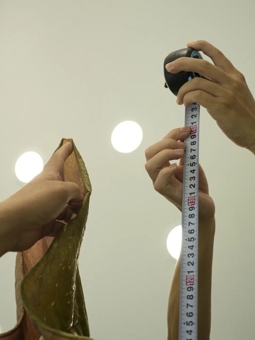 地球上最高的魔芋，在西双版纳开花了！花序高达2.5米