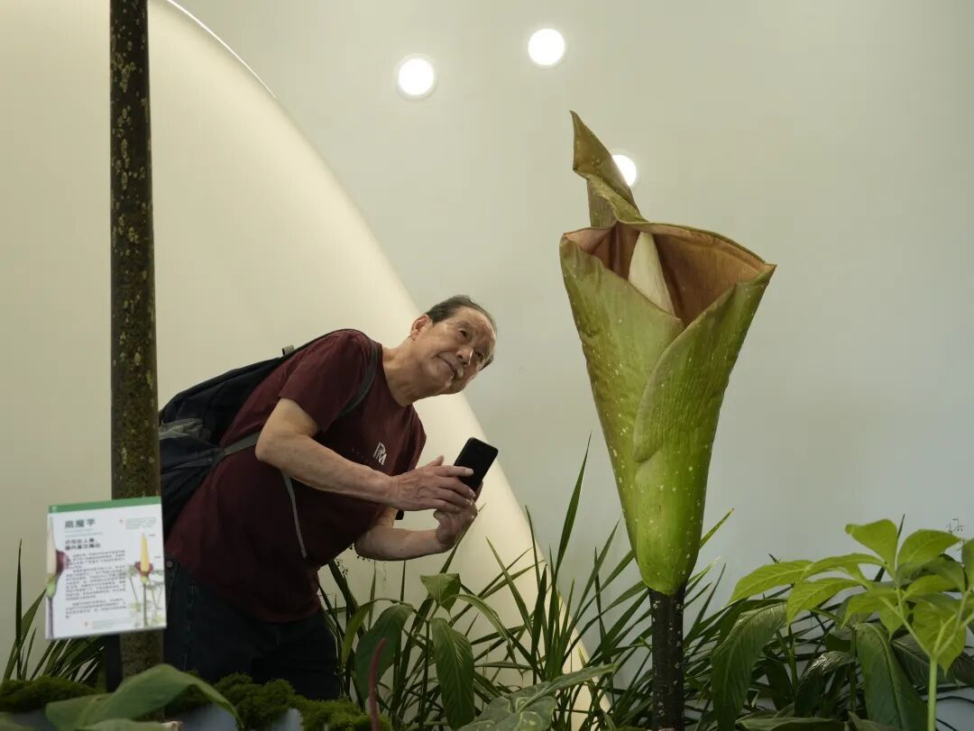 地球上最高的魔芋，在西双版纳开花了！花序高达2.5米