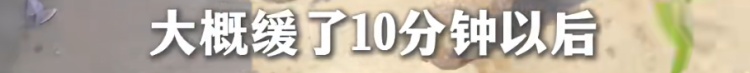 狗狗被拘10天“刑满释放”！主人用柳叶条给它去晦气，网友：从此有案底了……