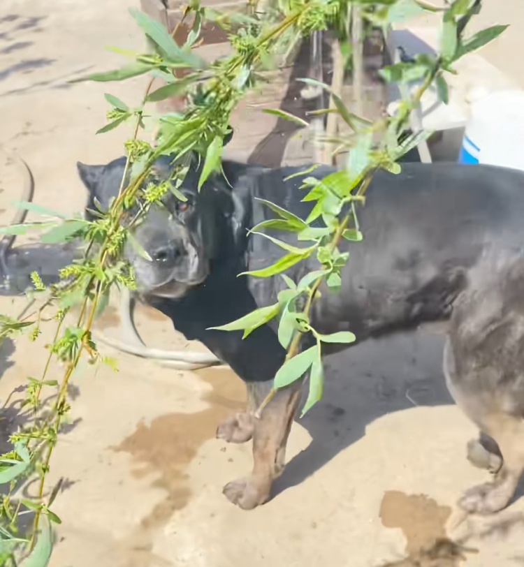 狗狗被拘10天“刑满释放”！主人用柳叶条给它去晦气，网友：从此有案底了……