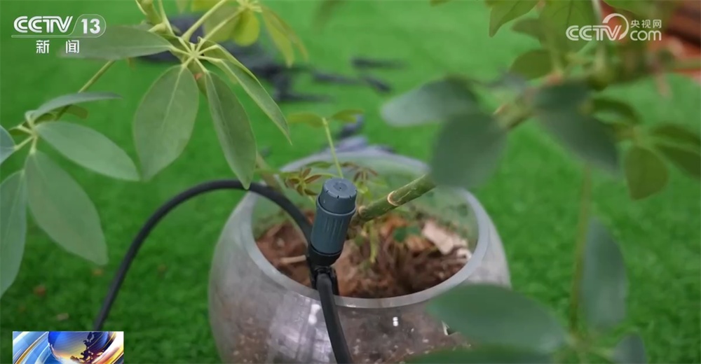 阳台种菜成为融合“民生消费+现代农业”新赛道 管理逐步走向“指尖遥控”时代