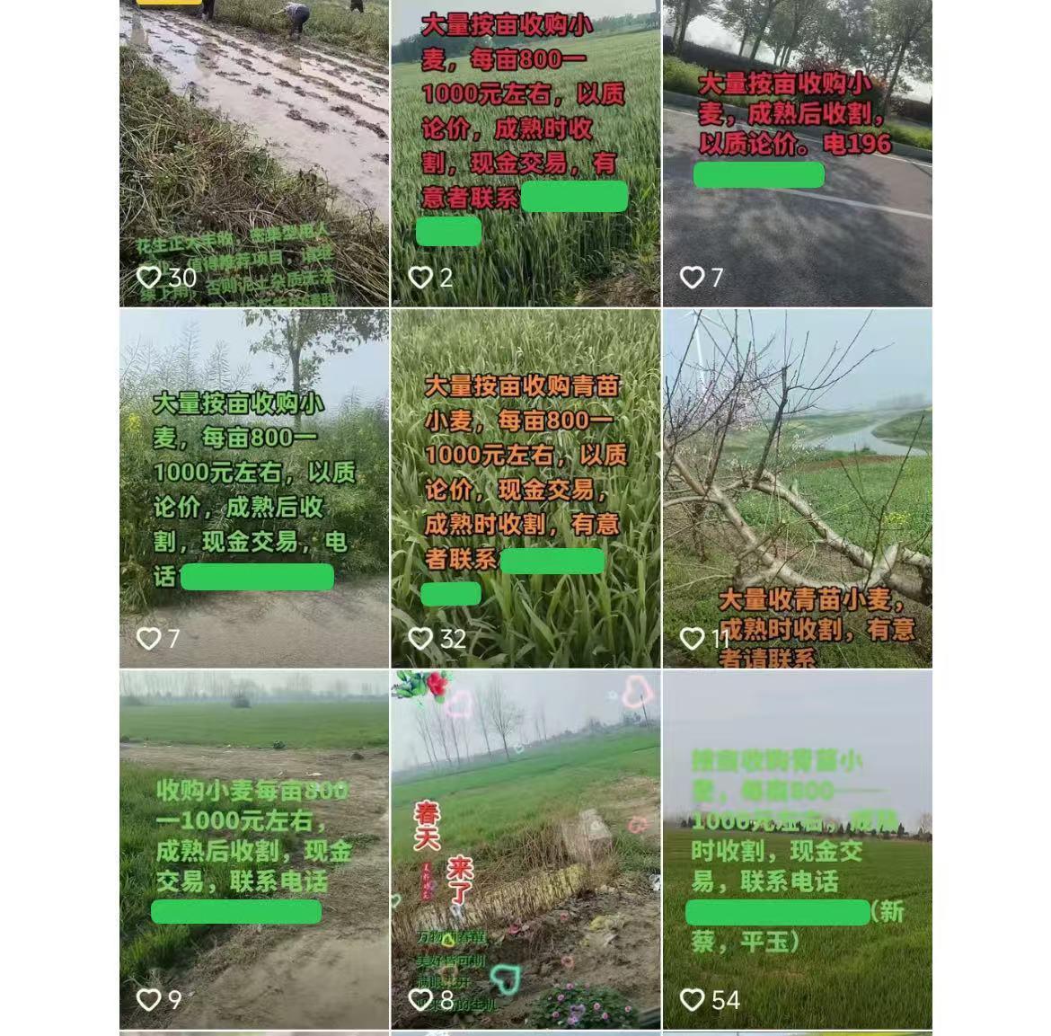 一亩青小麦能卖1500元是谣言！背后是怎样的流量账？记者调查