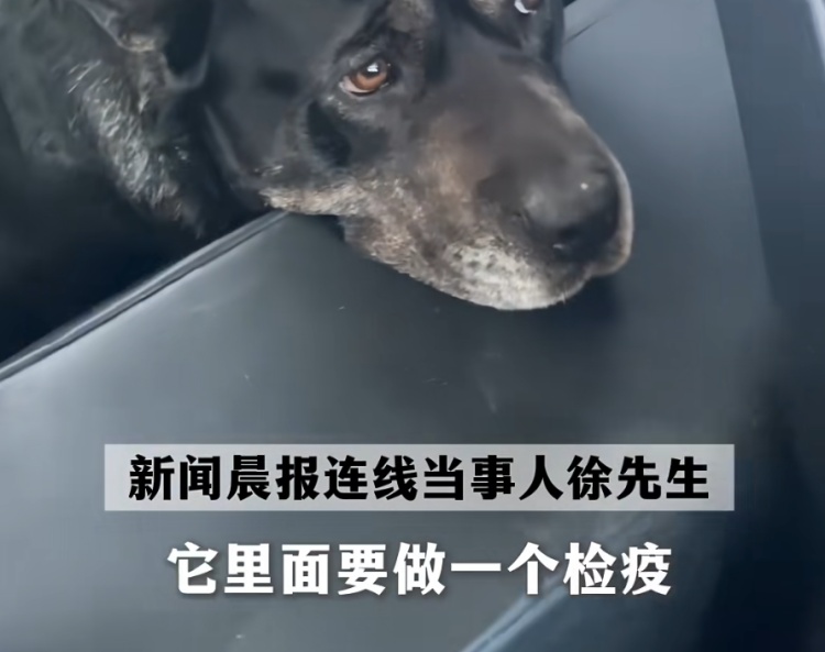 狗狗被拘10天“刑满释放”！主人用柳叶条给它去晦气，网友：从此有案底了……