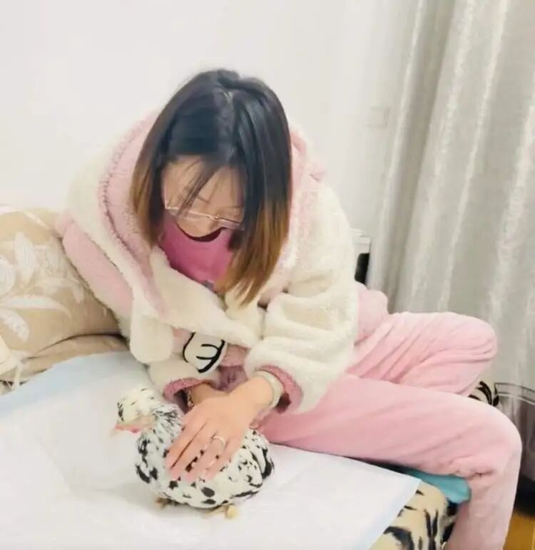 上海年轻人流行养宠物鸡！150元入手，看次病却花了8000元！异宠坑太深 →