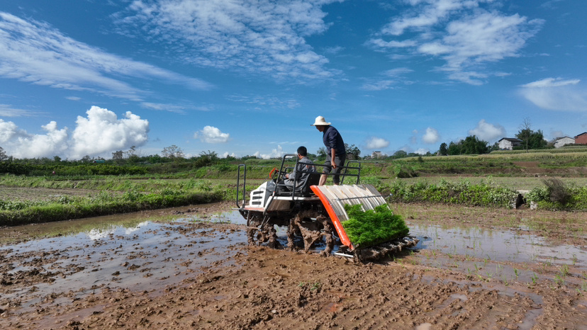 四川武胜：插秧季遇“田保姆” 省时省力又省心