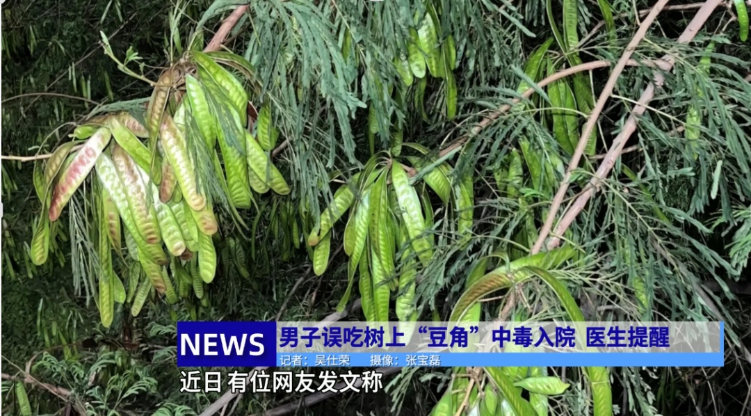男子误吃树上“豆角”中毒入院，真相：那是皂角！