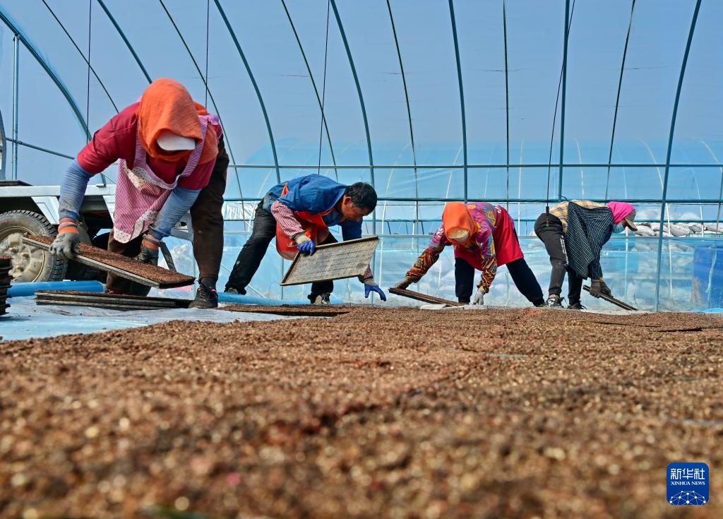 河北曹妃甸：春风和煦育秧忙