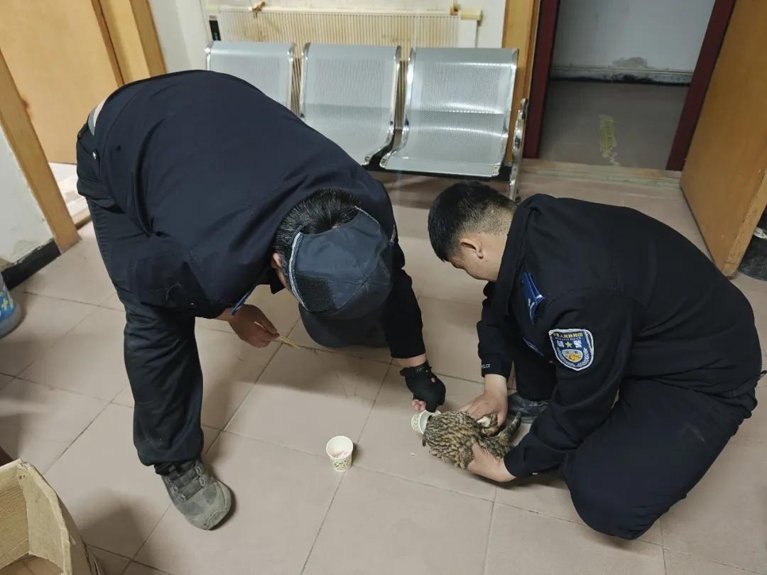 黄羊躲进柴火垛，猫头鹰落在田埂旁……警民接力写下暖心救助故事