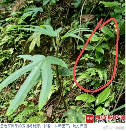断肠草混入五指毛桃煲汤 女子险丧命