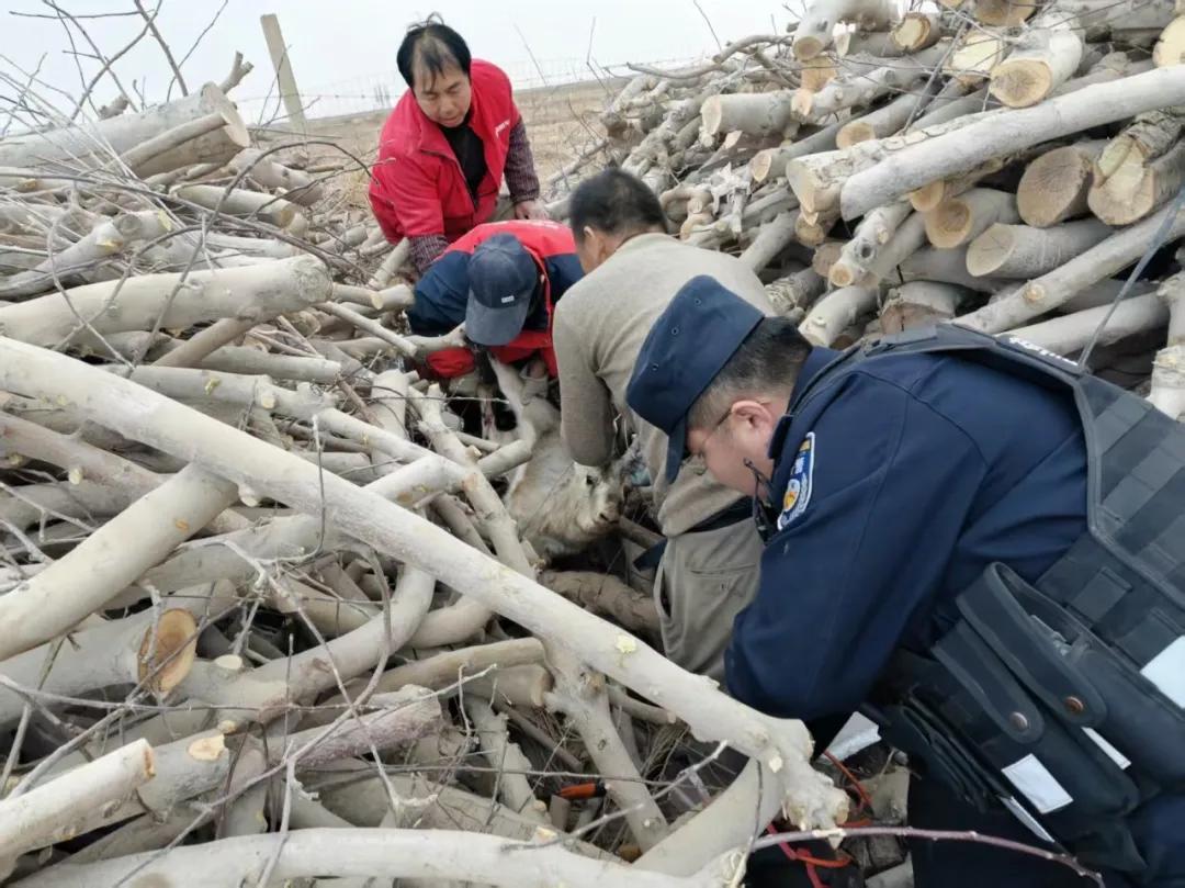 黄羊躲进柴火垛，猫头鹰落在田埂旁……警民接力写下暖心救助故事
