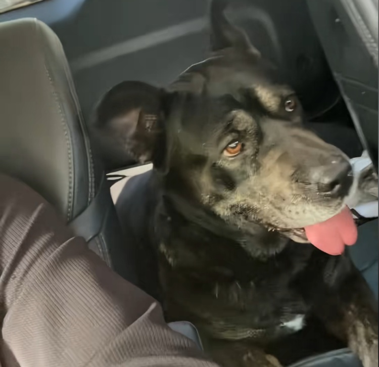 狗狗被拘10天“刑满释放”！主人用柳叶条给它去晦气，网友：从此有案底了……