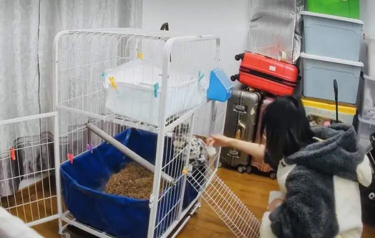 上海年轻人流行养宠物鸡！150元入手，看次病却花了8000元！异宠坑太深 →