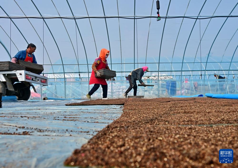 河北曹妃甸：春风和煦育秧忙