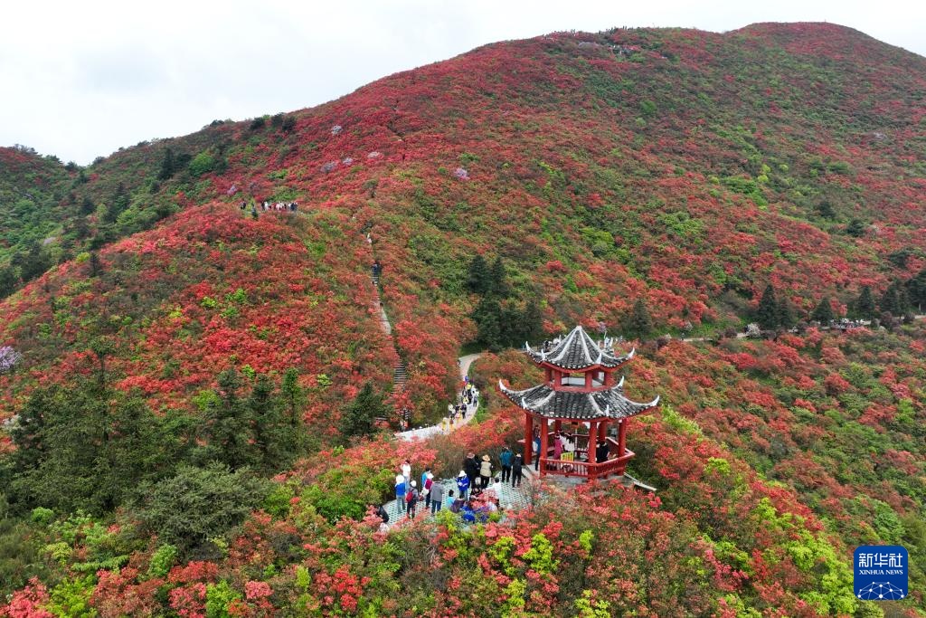 杜鹃花开引客来