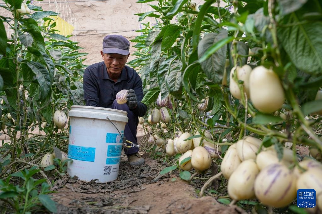 甘肃民勤：“沙乡”果业兴