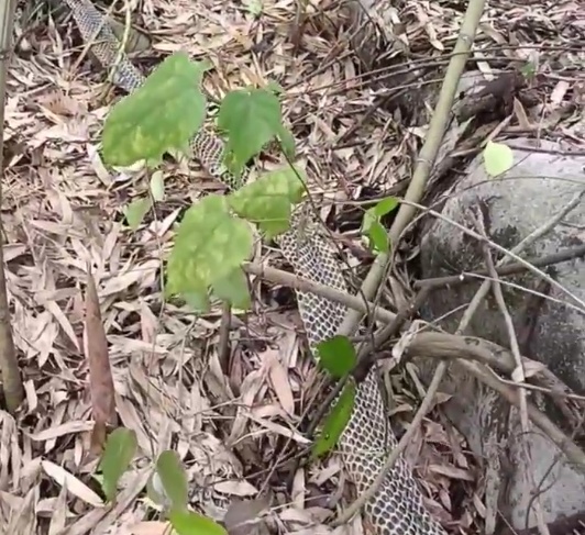 村民发现3米眼镜王蛇完整蜕皮，目击者称蛇长约三米，重近七斤