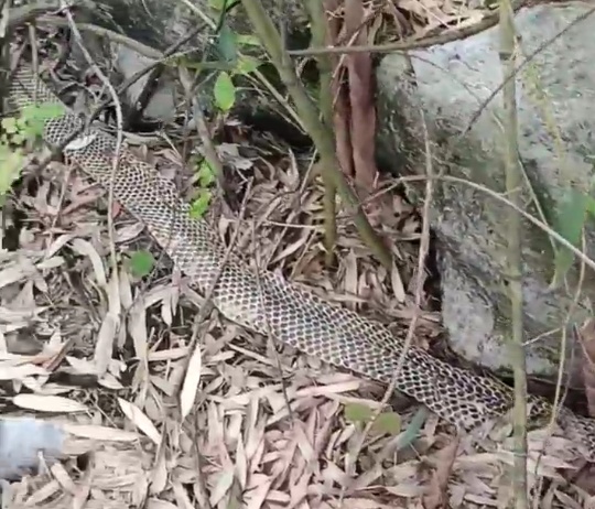 村民发现3米眼镜王蛇完整蜕皮，目击者称蛇长约三米，重近七斤