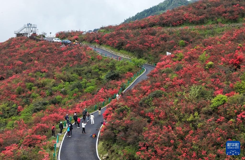 杜鹃花开引客来
